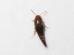 Sepedophilus nigripennis