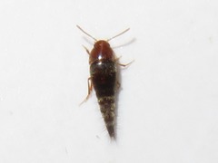 Sepedophilus nigripennis
