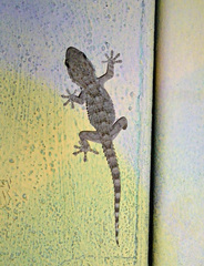 Tarentola mauritanica