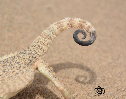 Secret Toadhead Agama