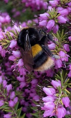 Bombus terrestris