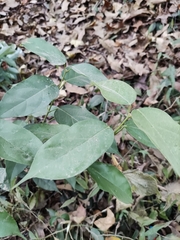 Mucuna sempervirens
