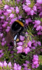 Bombus terrestris