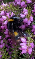 Bombus terrestris