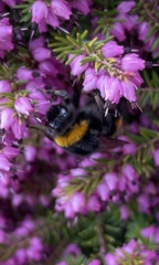 Bombus terrestris