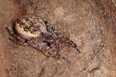 Nuctenea umbratica