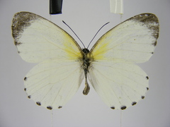 Mylothris asphodelus