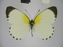 Mylothris asphodelus