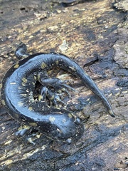 Ambystoma tigrinum