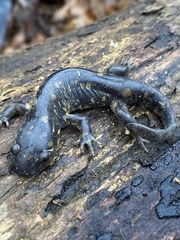 Ambystoma tigrinum