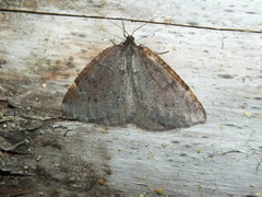 Epirranthis diversata