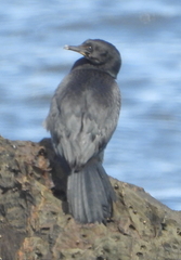 Phalacrocorax neglectus