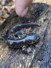 Ambystoma tigrinum