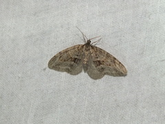 Trichopteryx polycommata