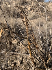 Phytolacca icosandra