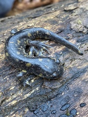 Ambystoma tigrinum