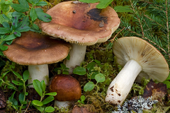 Russula favrei