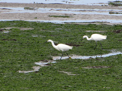 Egretta garzetta