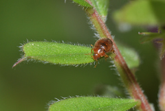 Rhyzobius litura