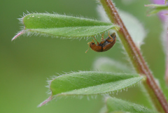 Rhyzobius litura