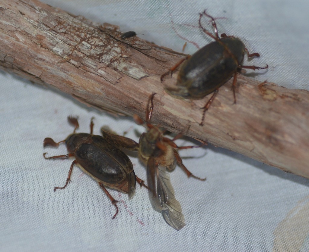 Auburndale Scrub Scarab Beetle