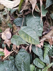 Ficus sarmentosa henryi