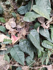 Ficus sarmentosa henryi