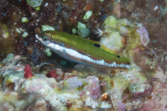 Thalassoma quinquevittatum