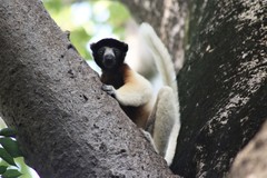 Propithecus coronatus