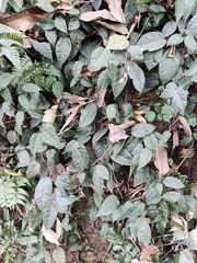 Ficus sarmentosa henryi