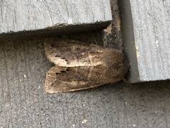 Orthosia garmani