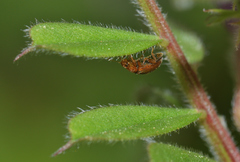 Rhyzobius litura