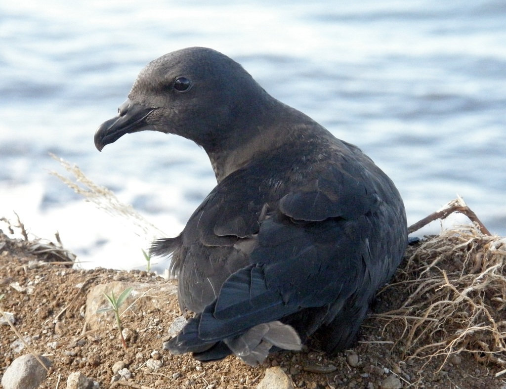 Mascarene Petrel photo