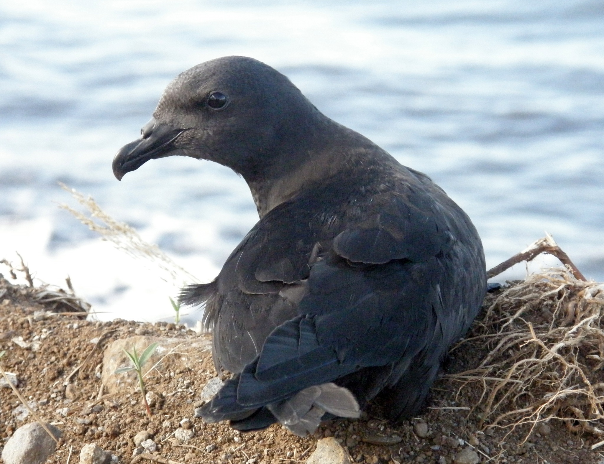 Mascarene Petrel illustration