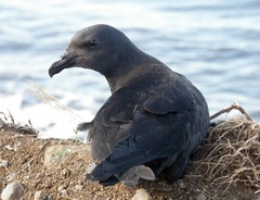 Mascarene Petrel photo 1