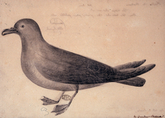 Mascarene Petrel photo 2