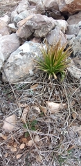 Asphodeline