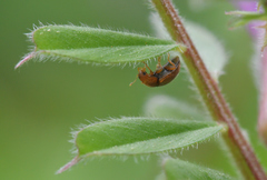 Rhyzobius litura