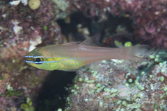 Ostorhinchus apogonoides