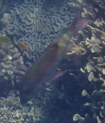 Lethrinus erythropterus