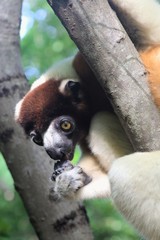 Propithecus coronatus