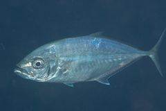 Craterognathus plagiotaenia