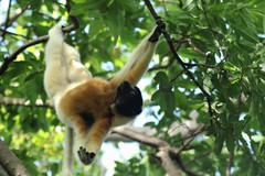 Propithecus coronatus
