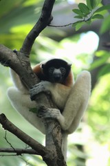 Propithecus coronatus