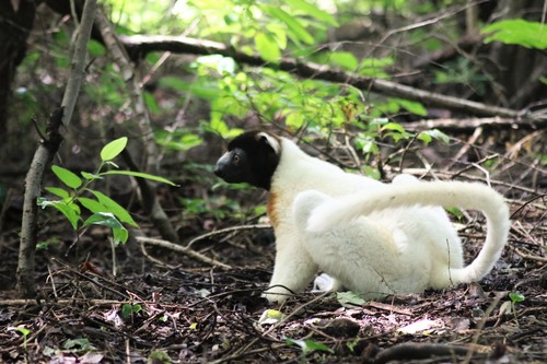 Crowned Sifaka