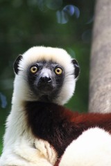 Propithecus coquereli