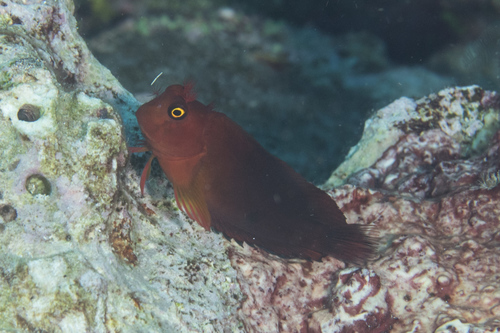 Cirripectes perustus observed 2017-11-09