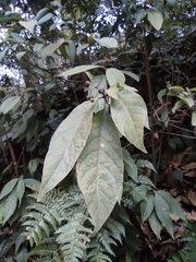 Tarenna mollissima