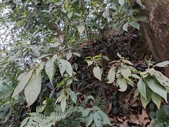 Tarenna mollissima