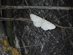 Catoria sublavaria